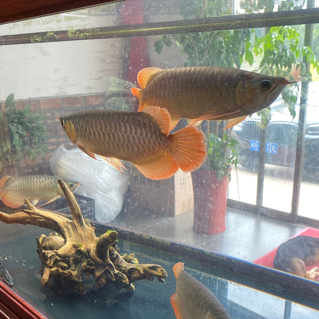 Yiyuantang. 5.14(YYT)